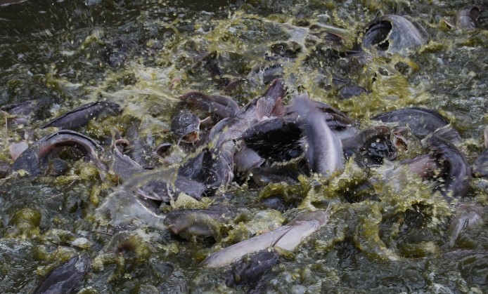 Faktor Pemicu Kanibalisme pada Ikan Lele