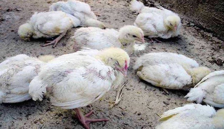 Penyebab Penyakit Ayam Broiler Dan Cara Mengatasinya